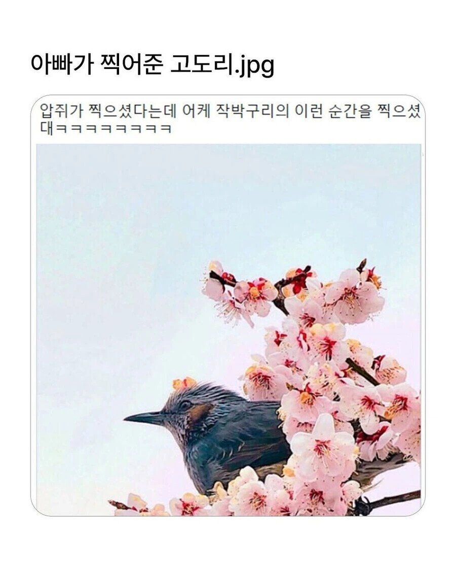 아빠가 찍어준 고도리