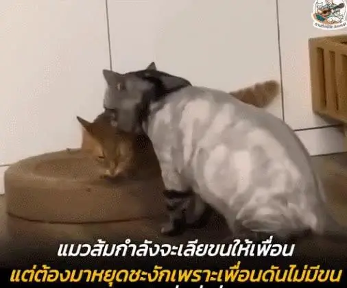 친구 털 핥아줄려고 했는데 당황한 고양이