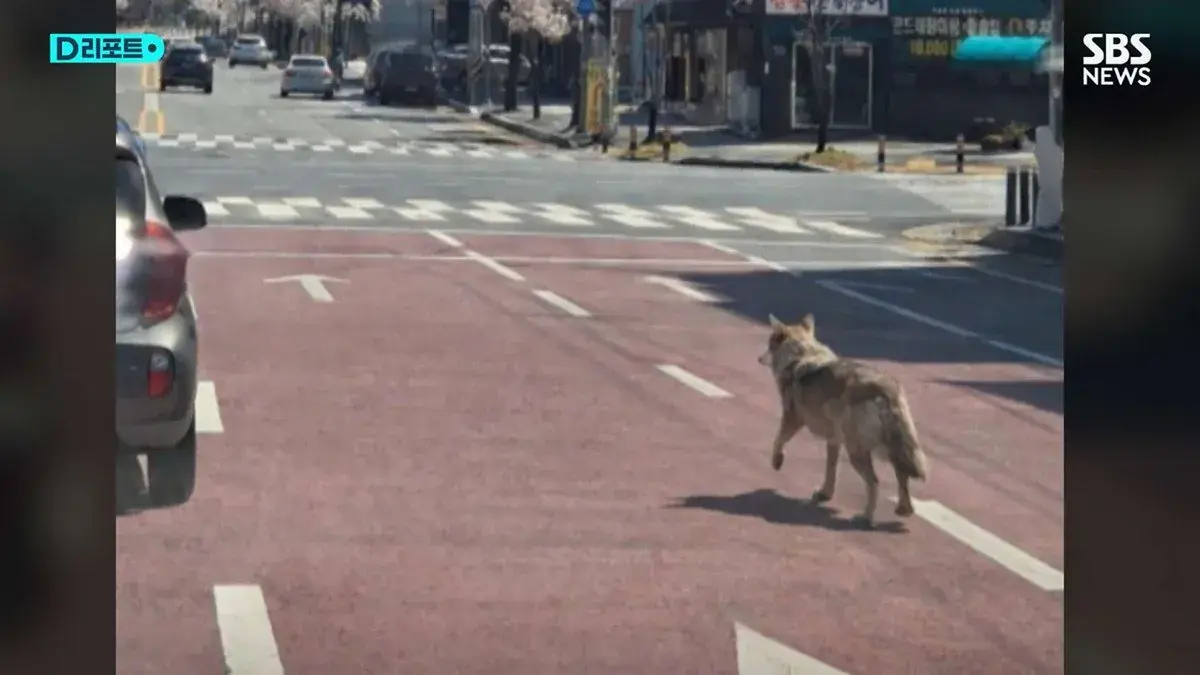 전부 AI 조작이었던 늑구 목격 사진