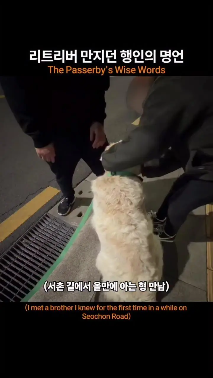 리트리버 만지고 지나가던 행인