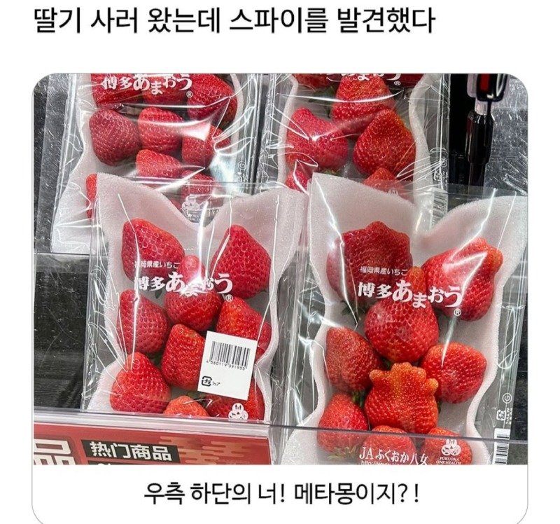 딸기사러왔는데 스파이를 발견했다