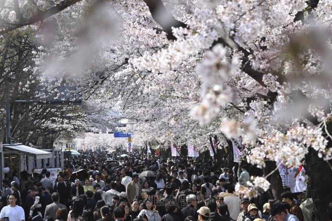 5일 벚꽃이 만발한 서울 영등포구 여의도 윤중로 일대가 나들이 나온 시민들로 북적이고 있다. 2026.4.5 이지훈 기자
