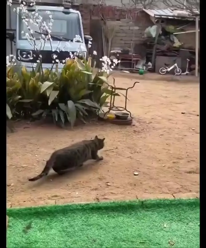 눈치없는 시골 댕댕이.mp4