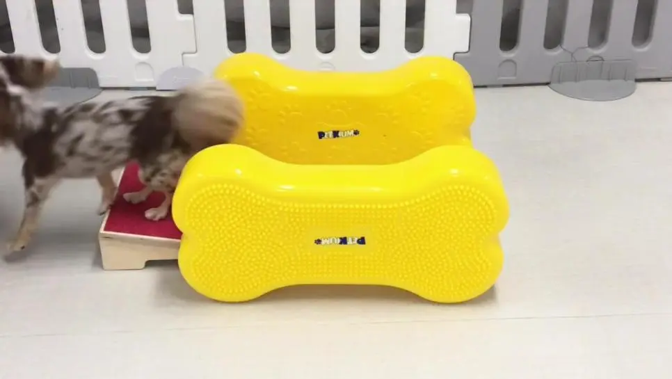 현재) 난리났다는 강아지유치원 학대 영상 ㅎㄷ