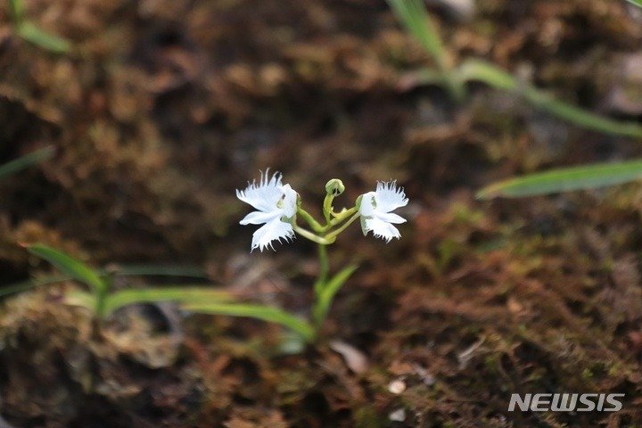 한국의 흔한 난초