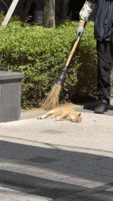 청소 하는데 안 비키는 냥이 gif