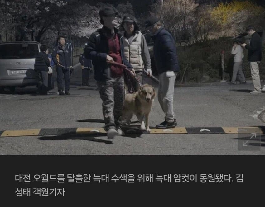 대전 탈출 늑대 근황