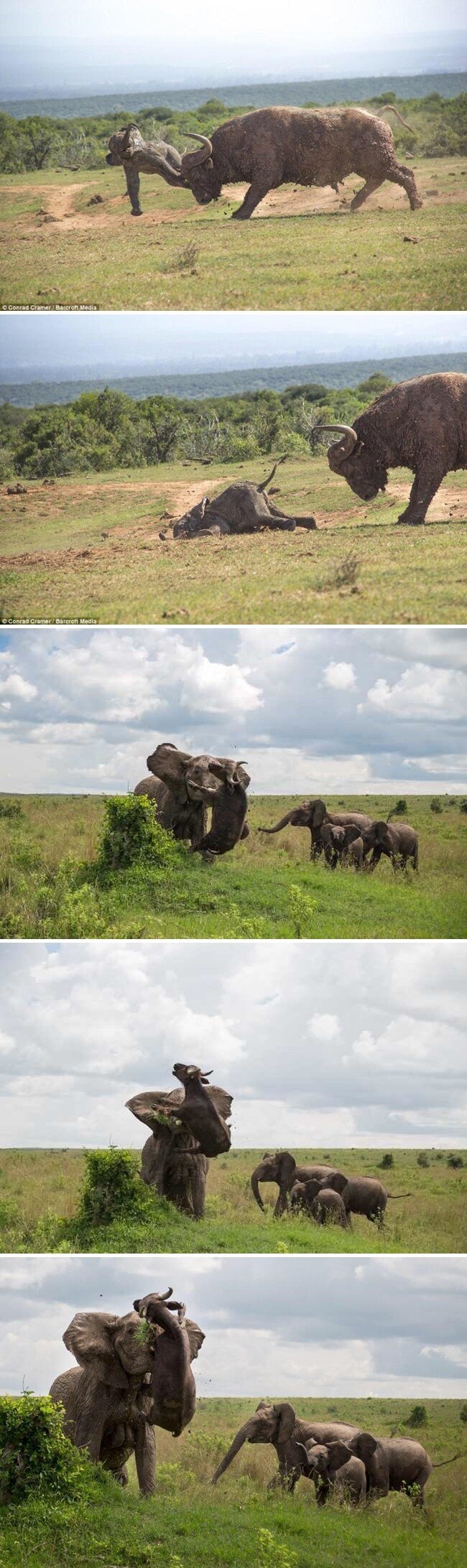 물소가 새끼 코끼리를 들이받는 사진