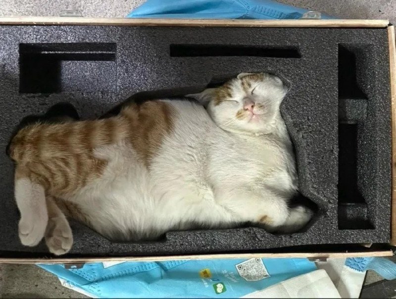 상자가 딱 맞네