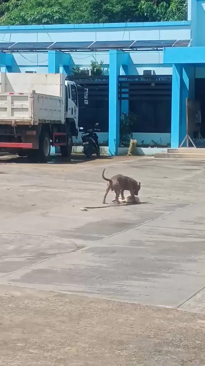 핏불에 공격받은 개ㄷㄷ.mp4