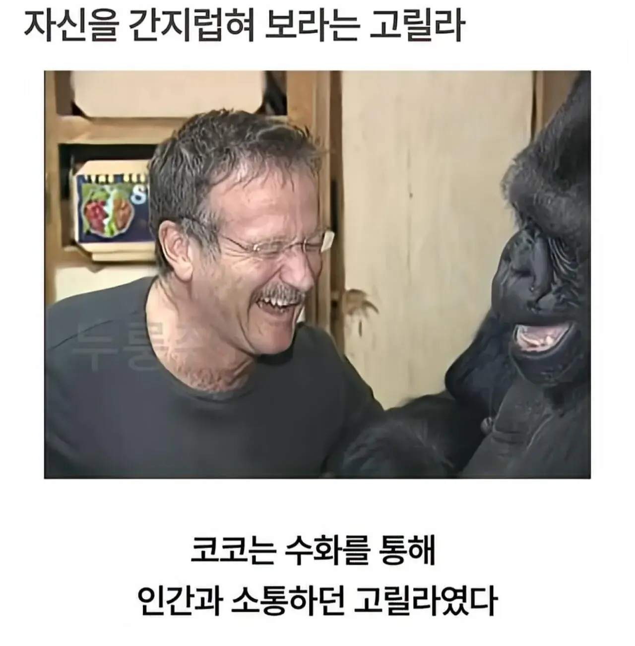 수화를 배운 고릴라 ㄷㄷㄷ;