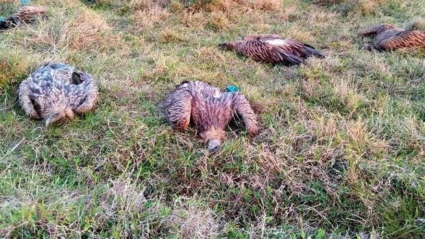 인도에서 독수리 수가 급감하면서 벌어진 일들