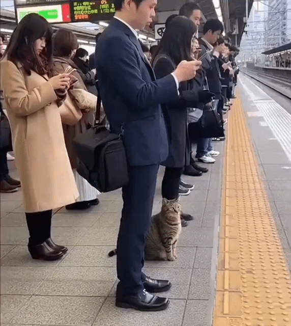 출근하다 고양이가 되어버렸다