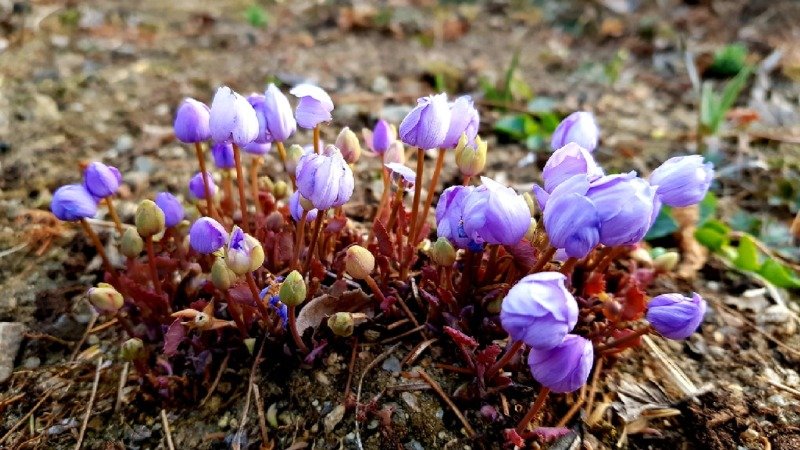 이름이 쫌 억울한듯한 한국 토종 야생화 중 하나
