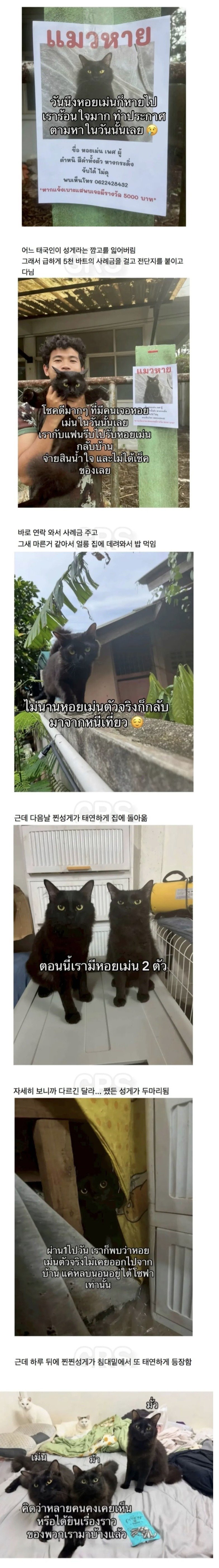 고양이를 잃어버린 태국인