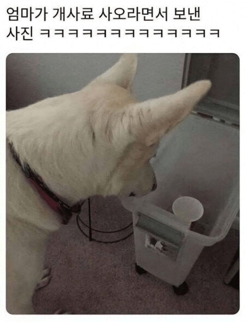 엄마가 개사료 사오라고 보낸 사진