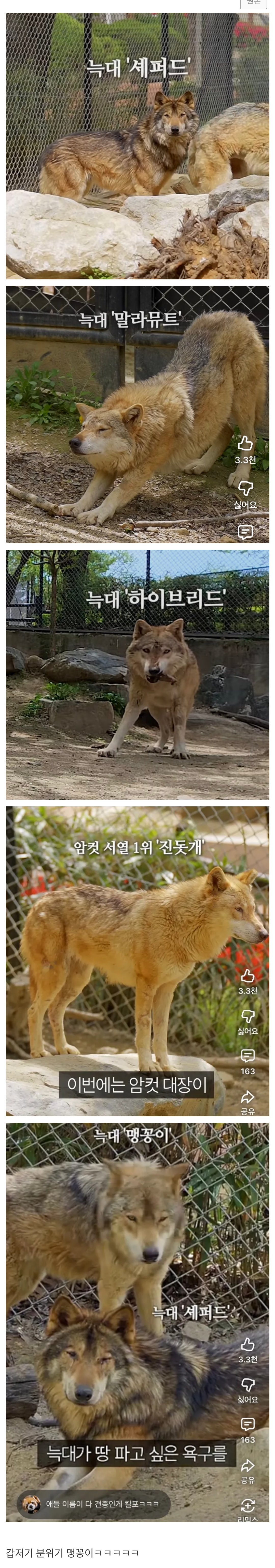 뭔가 이상한 청주동물원 늑대 이름