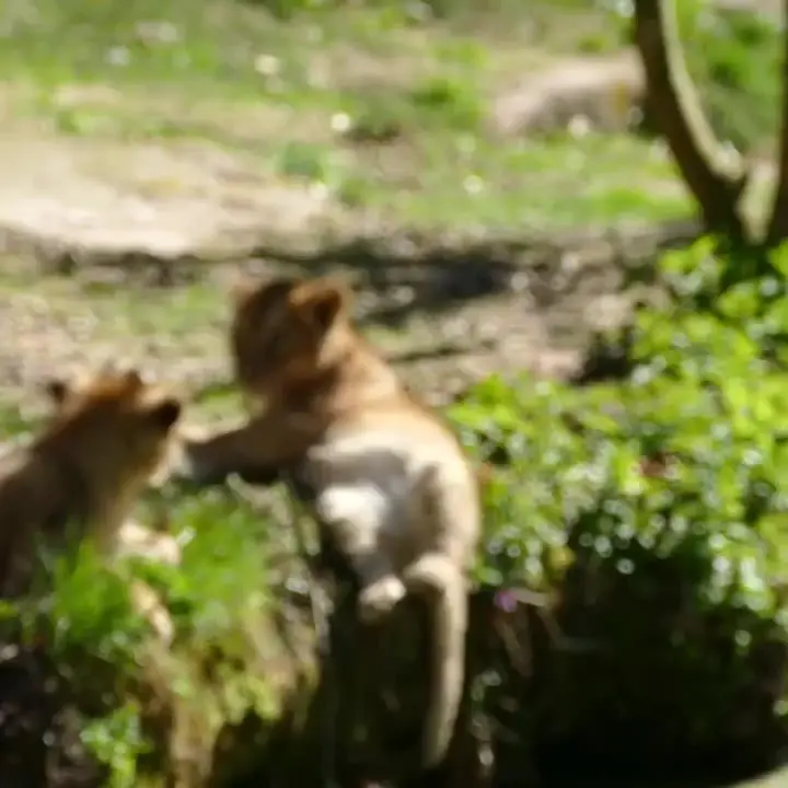 도움안되는 아빠 사자